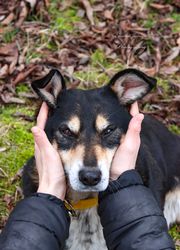 Person petting a dog
