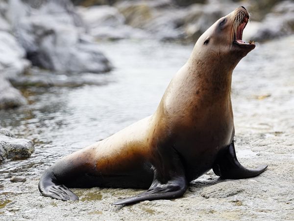 A Steller Sea Lion (Eumetopias jubatus) barks