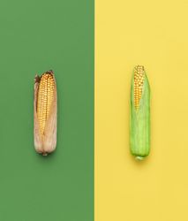 Green and dry maize top view