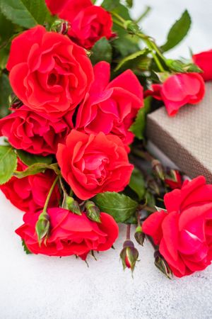 Close up of red roses and gift box