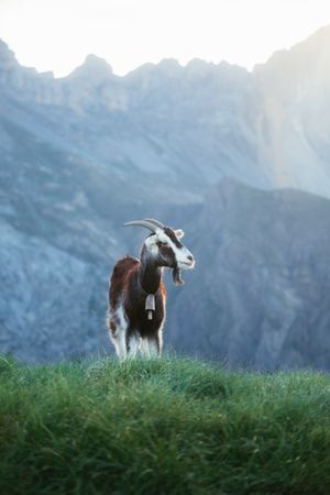 Goat grazing on meadow in Pyrenees mountains