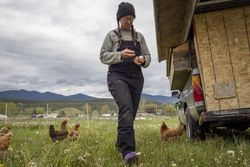Female farming collecting eggs from coup