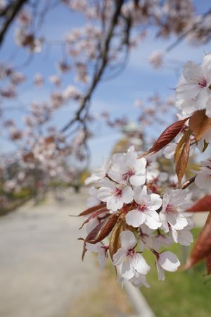 Close up of Cherry Blossom flowers
