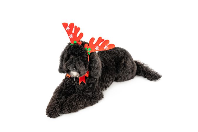 Christmas decorated dog isolated on light background