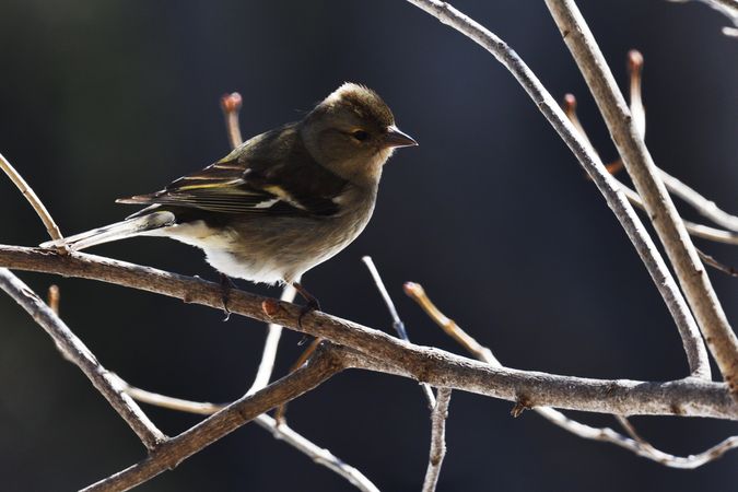 Old World sparrows on brown tree branch