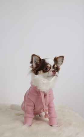 A long-haired Chihuahua wearing a pink outfit is sitting in front of a bright background