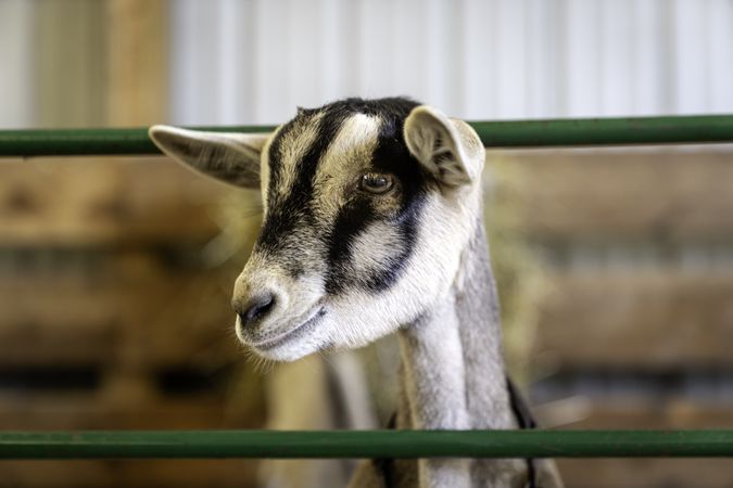 A goat at the Itasca County Fair in Grand Rapids, MN