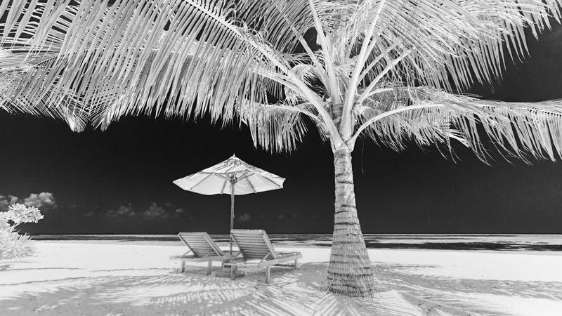 Monochrome inverted palm tree on beach with reclining chairs