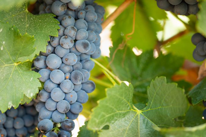 Vineyard with Lush, Ripe Wine Grapes on the Vine Ready for Harvest