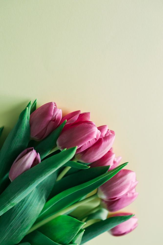 Pink tulips on clear background