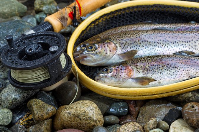 Fly fishing reel with trout catch in net