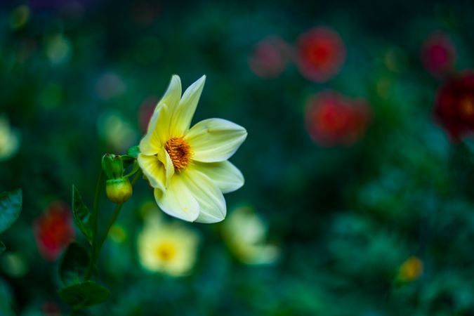 Tall Gold and Burgundy Coreopsis