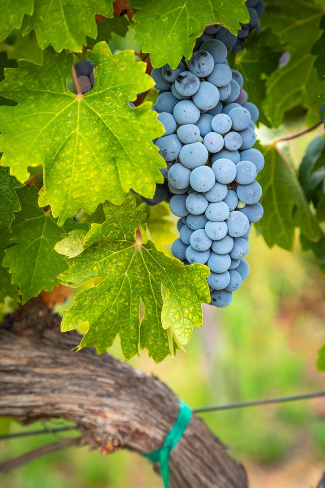 Lush Wine Grapes Clusters Hanging On The Vine