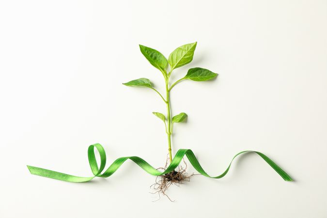 Green sprout with tape on light background, space for text. Environmental protection. Agriculture