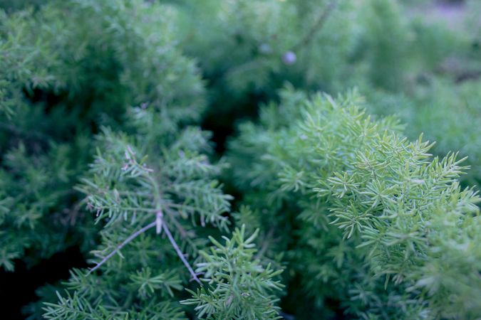 Background with green leaf. oniferous branches