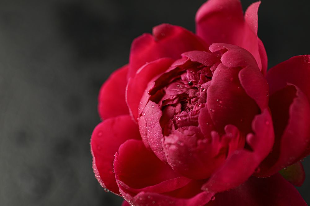 Beautiful pink peony flower with water drops against dark background, closeup and space for text