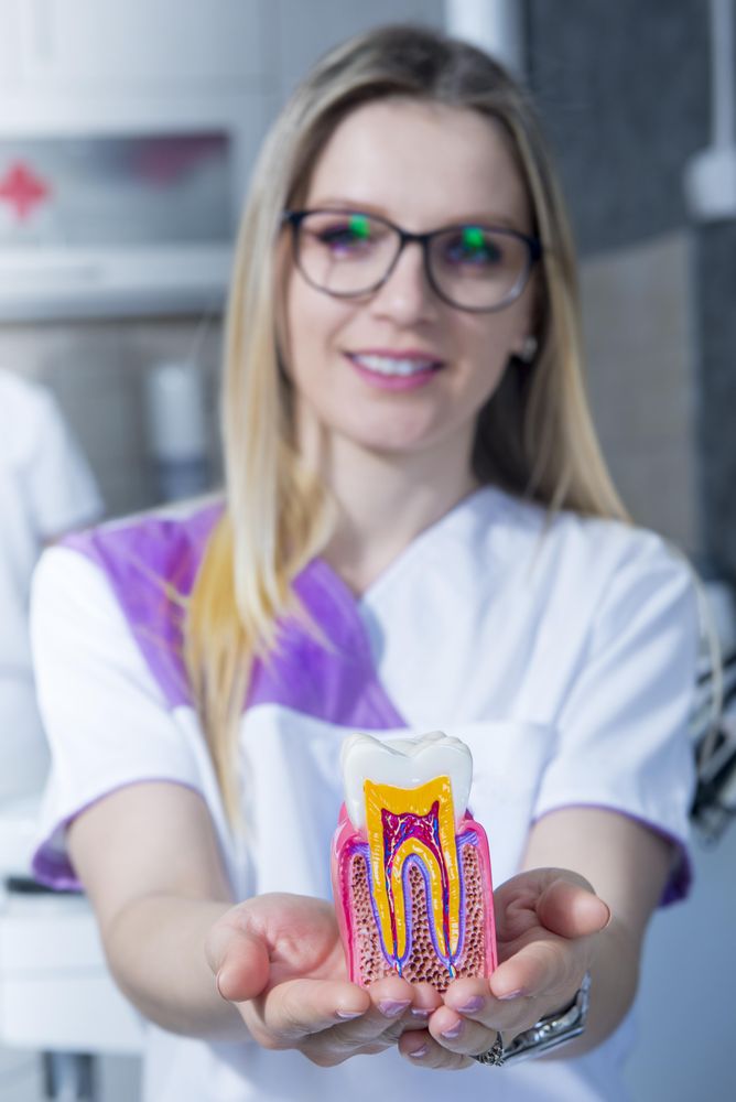 Smiling dentist holding out a model of a tooth