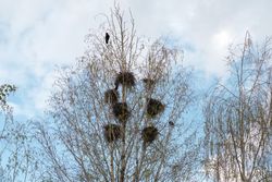 Bird perched on tree with nests