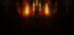 Hazy red forest banner
