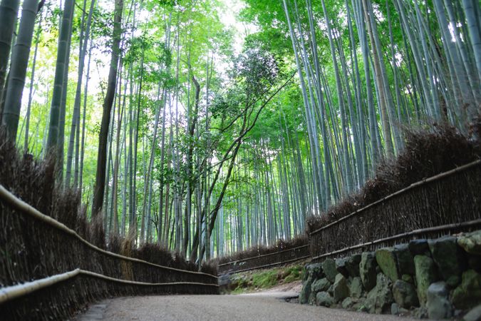 Bamboo grove in Arashiyama, Kyoto