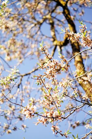 Almond Tree branch with flowers in garden and blue sky
