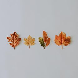 Row of autumnal leaves on light background