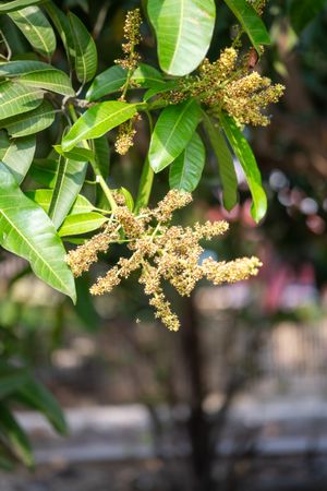 Mango flower cluster, young mango fruit buds