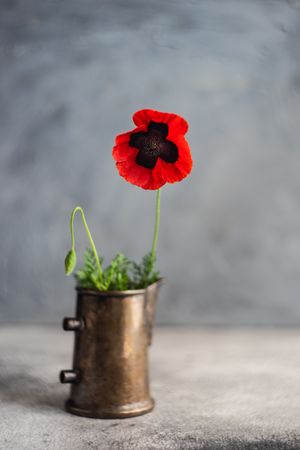 Red poppy flower in copper vase