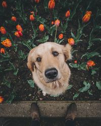 Dog on bed of tulips looking up beside person standing