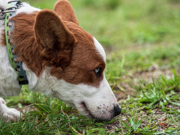 Cardigan Welsh Corgi at a dog show. Sunny day.