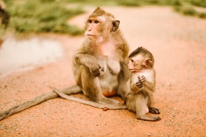 Monkey with baby sitting on soil