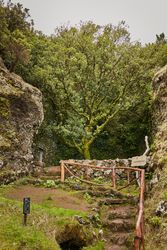 Beautiful pathway among mossy rocks