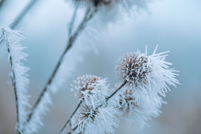 Dried round plant with frost