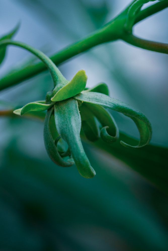the elegant beauty of the Cananga odorata flower, commonly known as kenanga