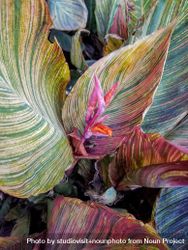 Large canna phasion leaves with bud in the center 0yN3W5