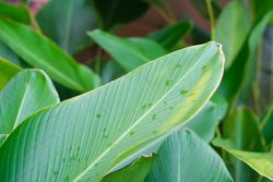 Rainy leaf
