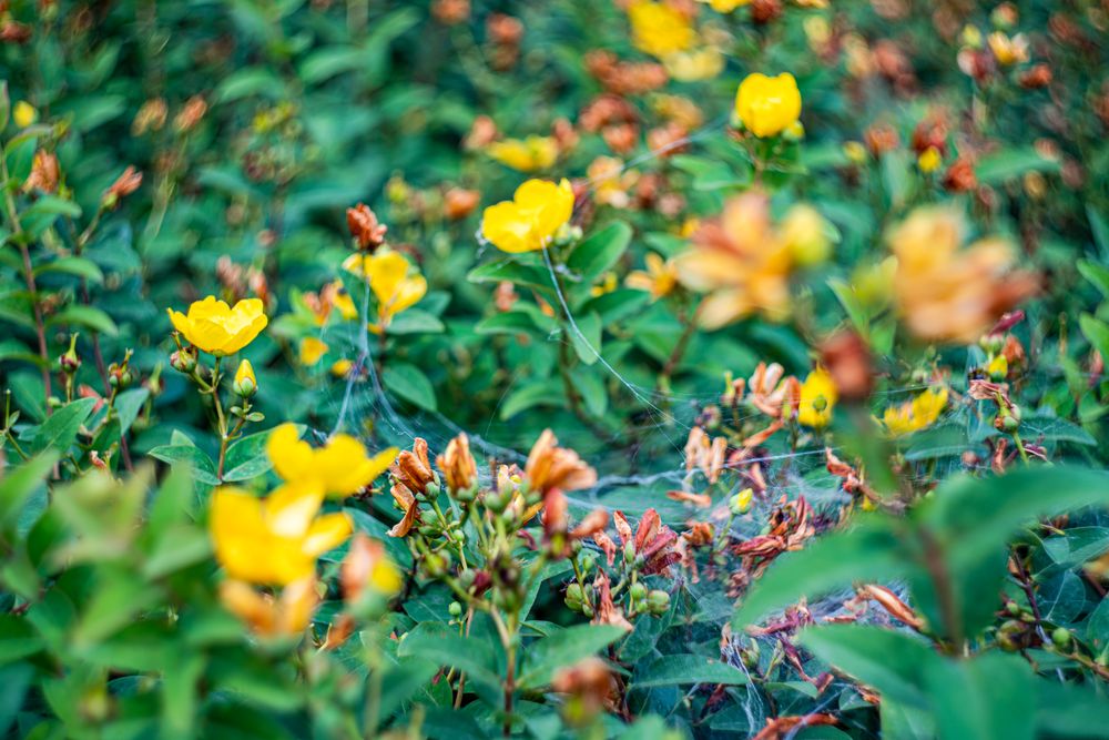Yellow ranunculus flowers in the garden