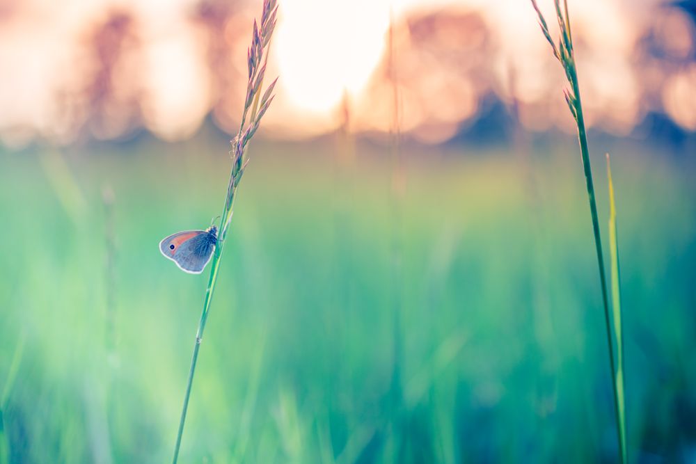 Close up of moth on long grass