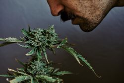 Detail shot of a young man smelling, smoking and biting a marijuana plant with gray background.