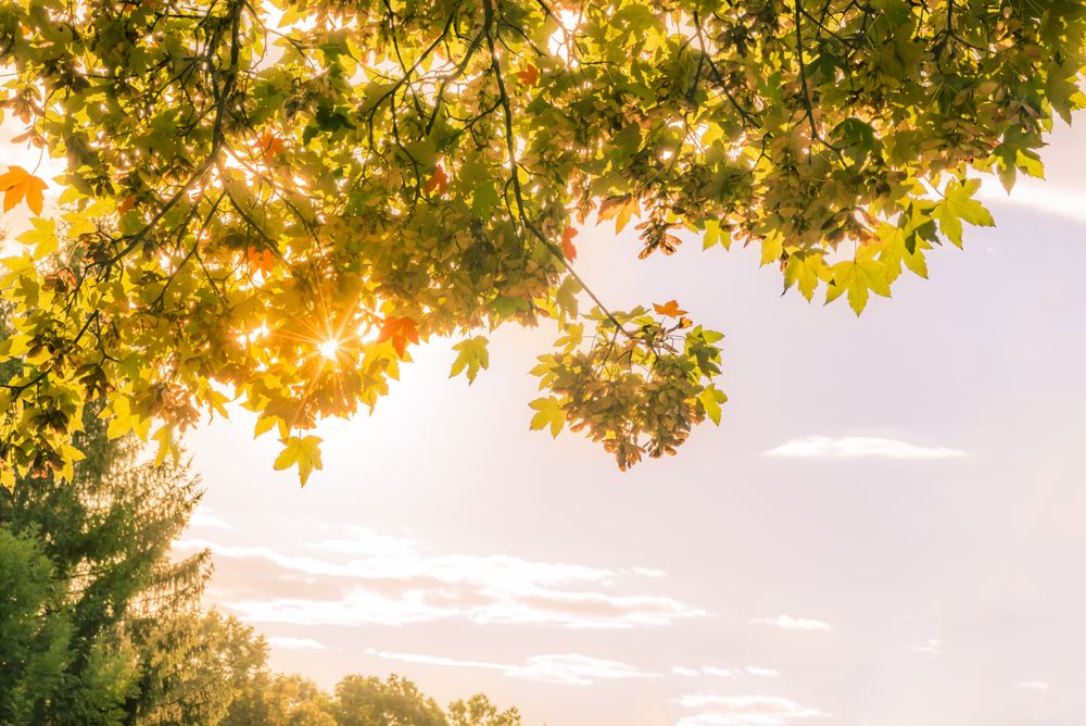 Autumn leaves and sun against sky
