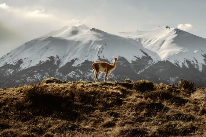 Guanaco on hill during daytime