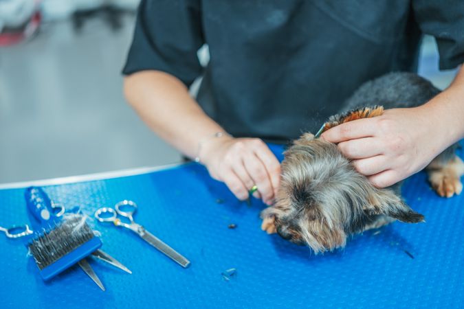 Crop groomer cutting fur of small dog
