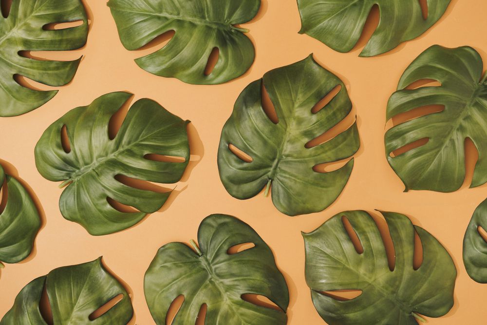 Tropical monstera leaves on pastel orange background