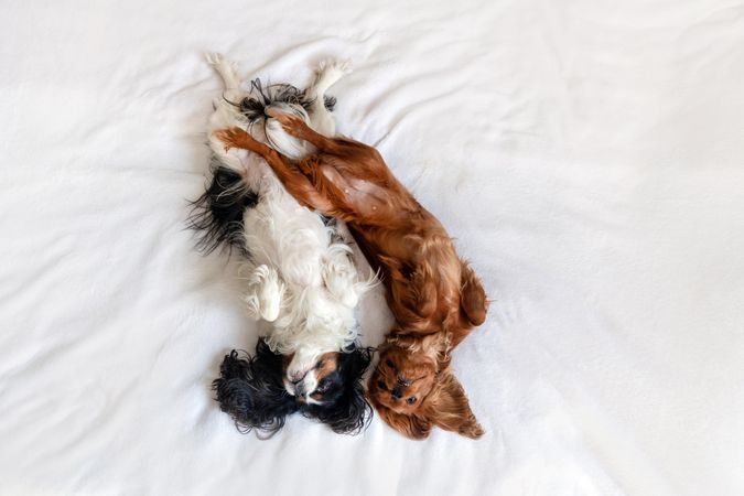 Top view of two cavalier spaniels  lying next to each other on bed
