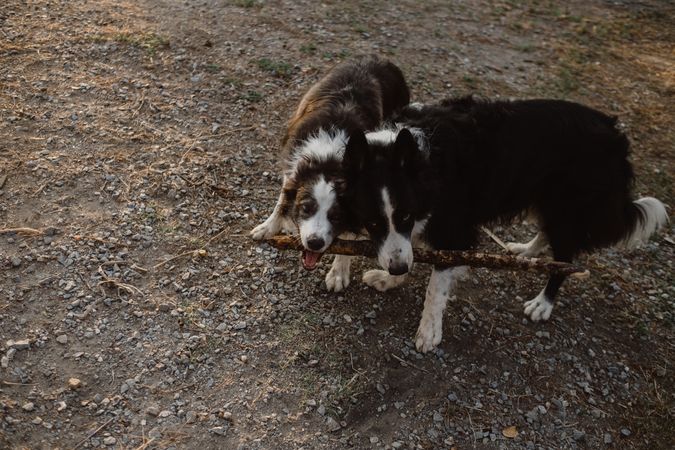 Border Collie dogs having fun together during stick game on dry grass in countryside