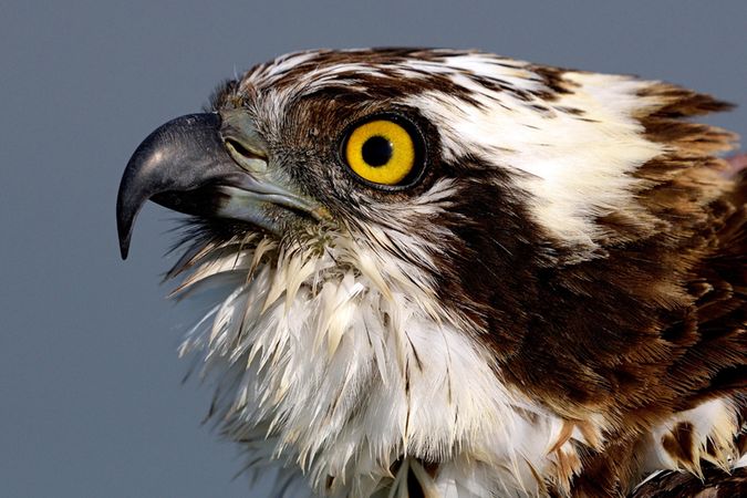 Close up portrait of osprey outdoor
