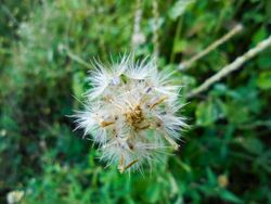 Tridax procumbens flower