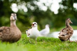 Light bird between brown ducks near lake