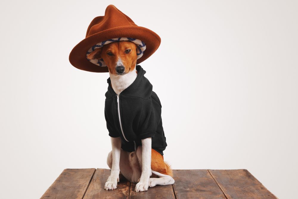 Dog in hoodie and hat