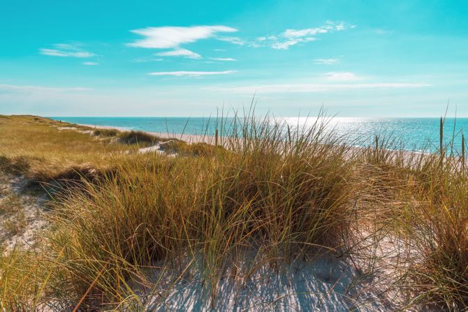North Sea landscape on Sylt island with marram grass dunes and in the foreground